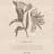 Undyed Lily