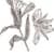 Lilium French Roast