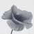 White Poppy